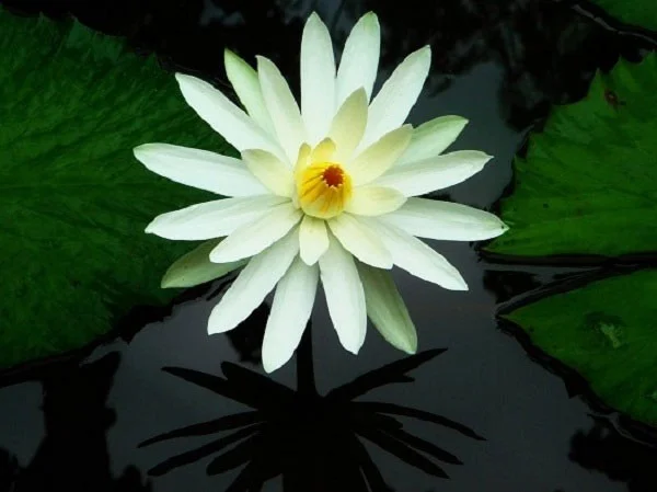 De mooiste waterbloemen ter wereld