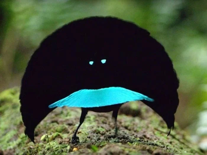 Las aves más extrañas, algunas parecen 'viajar' a la Tierra desde otro mundo