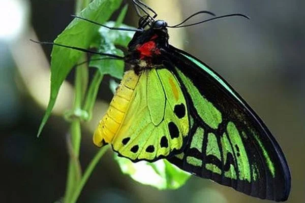 Las mariposas más hermosas del mundo.
