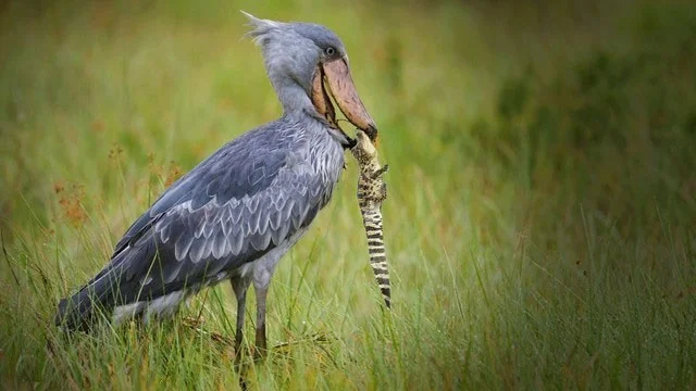3 vogelsoorten hebben een voorkeur voor het eten van krokodillen