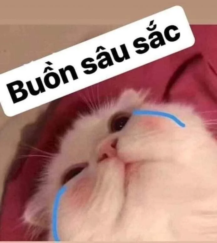 Meme van een huilende kat, grappige foto's van een huilende kat