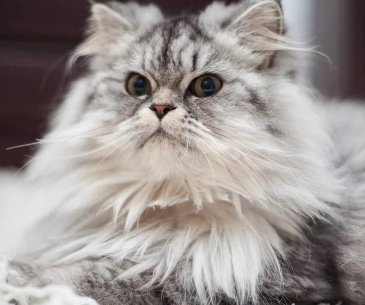 Kattenrassen die niet geschikt zijn voor beginnende eigenaren