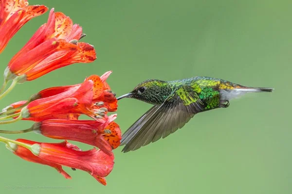 19+ interessante Fakten über Kolibris, den einzigen rückwärtsfliegenden Vogel der Erde