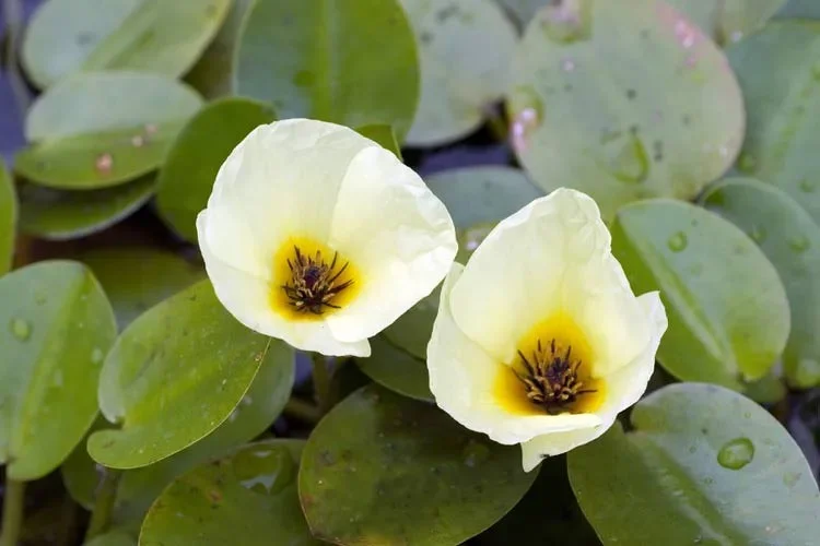 De mooiste waterbloemen ter wereld