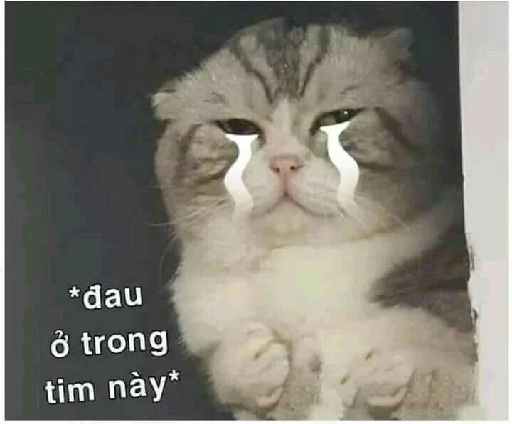 Meme van een huilende kat, grappige foto's van een huilende kat