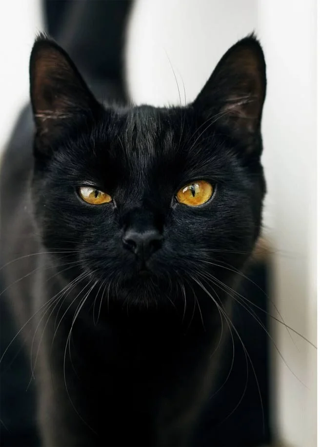 Kattenrassen die niet geschikt zijn voor beginnende eigenaren Kattenrassen die niet geschikt zijn voor beginnende eigenaren