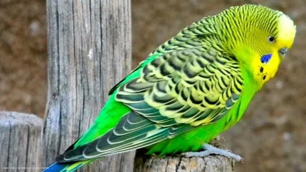 Los pájaros parlantes más inteligentes del mundo