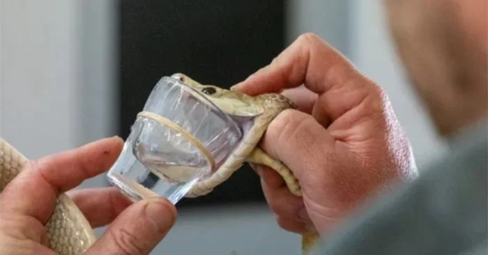 La serpiente tiene el récord de mayor veneno en una sola toma, suficiente para matar a 400 personas. La serpiente tiene el récord de mayor veneno en una sola toma, suficiente para matar a 400 personas.
