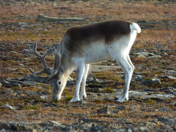 Los 4 animales más extraños que se vuelven blancos en invierno