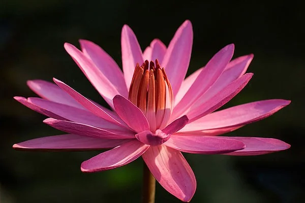 De mooiste waterbloemen ter wereld