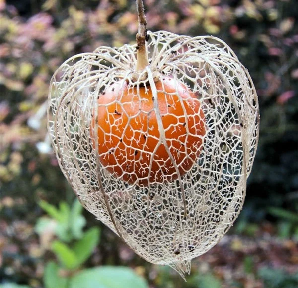 Lijst van fruitsoorten die tot de zeldzaamste en lekkerste ter wereld zijn verkozen