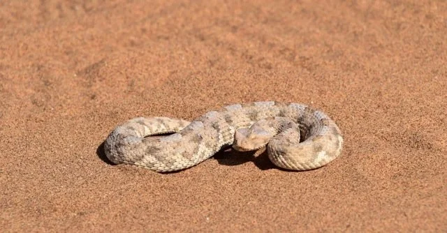 ¿Qué serpiente tiene la mayor velocidad del planeta?