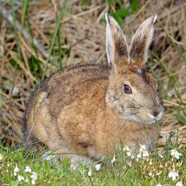 Los 4 animales más extraños que se vuelven blancos en invierno