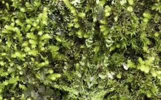 13 dieren met super camouflagevermogen, bijna onzichtbaar in de natuurlijke omgeving