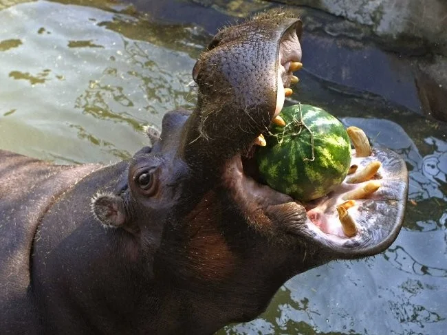 Los animales más peligrosos para los humanos