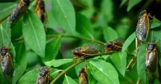 Cien billones de cigarras cobran vida a la vez en Estados Unidos tras un eclipse solar total