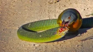 Las aves asesinas ciegan y matan a las serpientes africanas venenosas