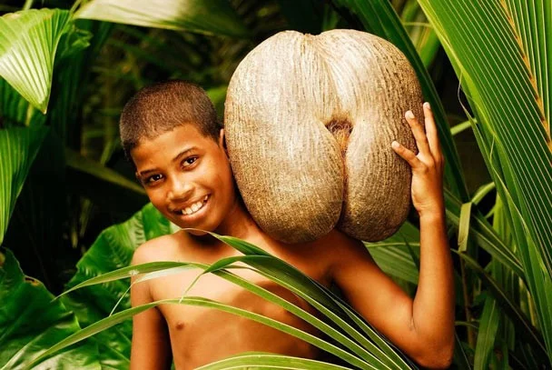 Coco de Mer, kelapa terbesar dan termahal di dunia