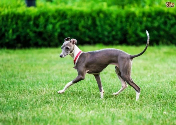 Los perros más rápidos del mundo