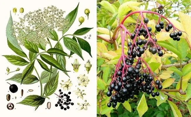 Extreem giftige planten die de dood kunnen veroorzaken en waar we van weg moeten blijven
