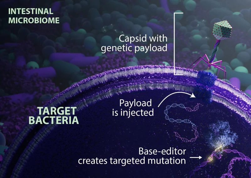 Berjaya menyunting gen bakteria usus dalam tikus hidup