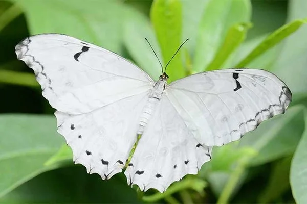 Las mariposas más hermosas del mundo.