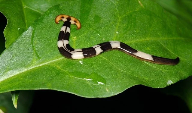 Una extraña criatura hace crecer su propia cabeza y convierte a su presa en agua.