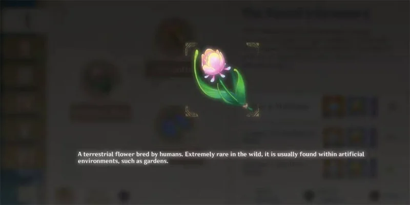 Ubicación de la Rosa Arcoíris en Genshin Impact