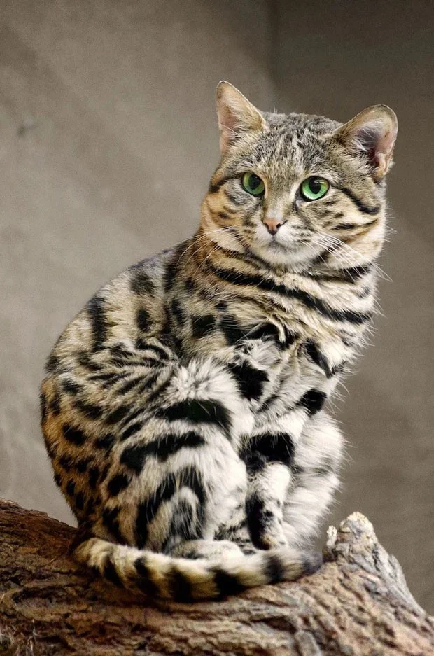 Gato africano de patas negras: parece inocente, pero es el gato más peligroso del mundo.