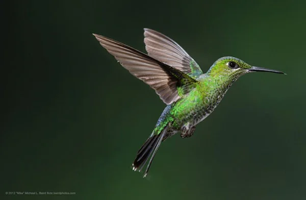19+ interessante Fakten über Kolibris, den einzigen rückwärtsfliegenden Vogel der Erde