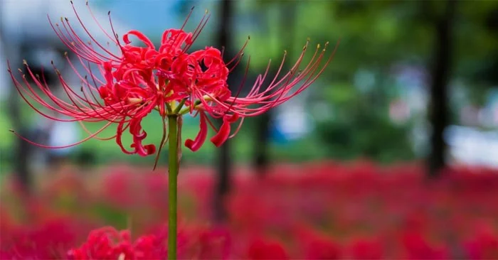 ¿Cuál es la flor de la otra orilla? Significado y leyenda de la flor de la otra orilla