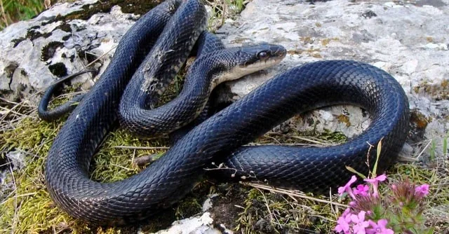 ¿Qué serpiente tiene la mayor velocidad del planeta?