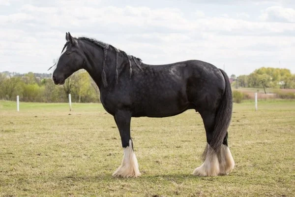 The tallest land animals in the world