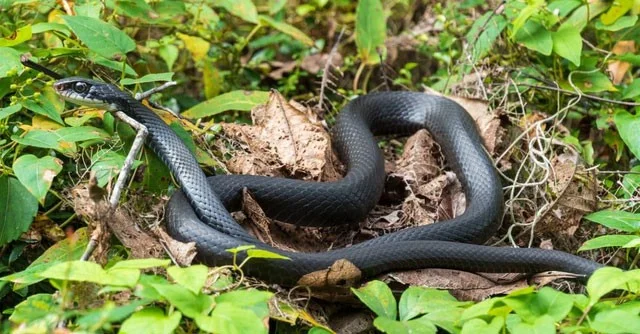 ¿Qué serpiente tiene la mayor velocidad del planeta?