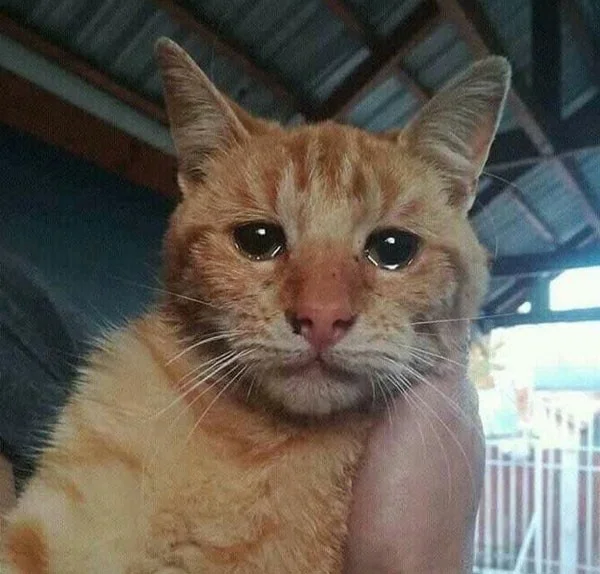 Meme van een huilende kat, grappige foto's van een huilende kat