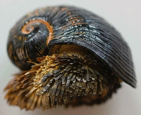 10 Slakken met bovennatuurlijke vaardigheden