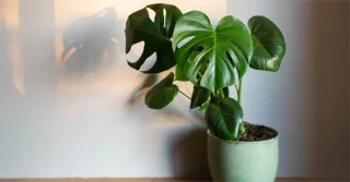 Las mejores plantas de interior para principiantes