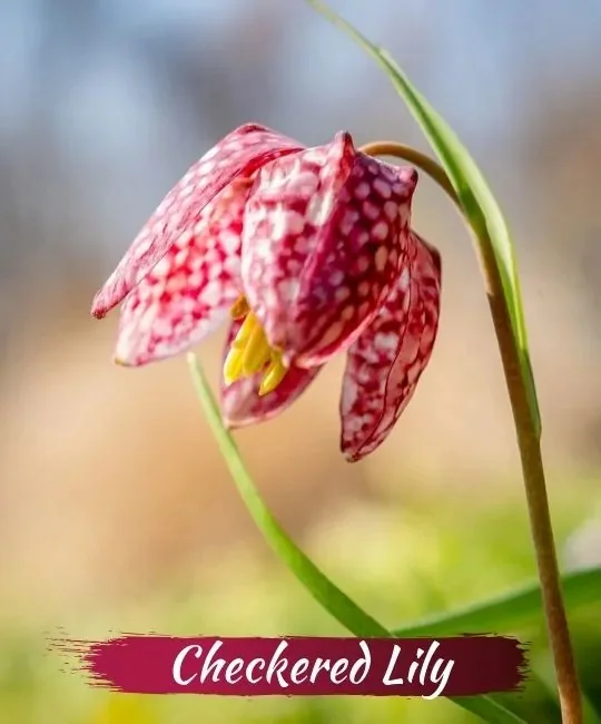 Schöne Pflanzen und Blumen enthalten tödliches Gift