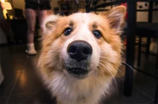 ¿Cuál es la función de la barba de un perro? ¿Todas las razas de perros tienen barba?