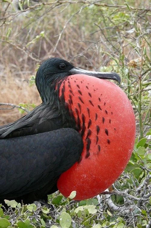 Las aves más extrañas, algunas parecen 'viajar' a la Tierra desde otro mundo