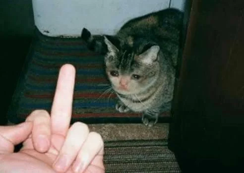 Meme van een huilende kat, grappige foto's van een huilende kat