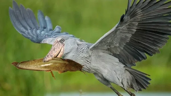Schoenbekooievaar - de meest woeste vogel ter wereld, eet zelfs krokodillen