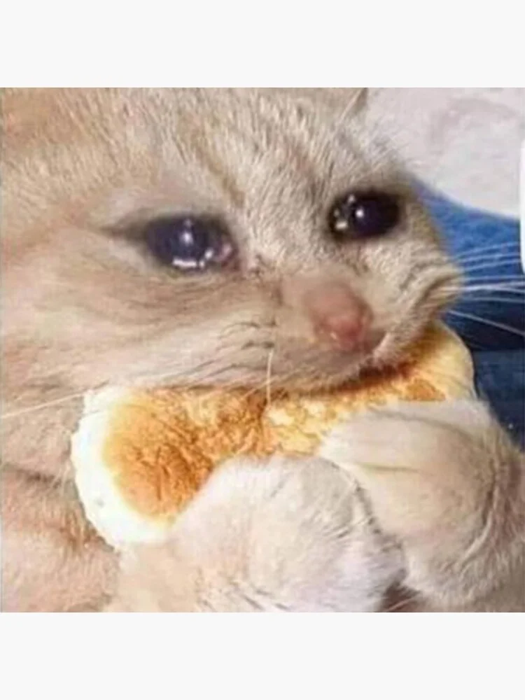 Meme van een huilende kat, grappige foto's van een huilende kat