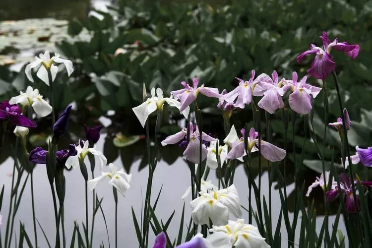 De mooiste waterbloemen ter wereld