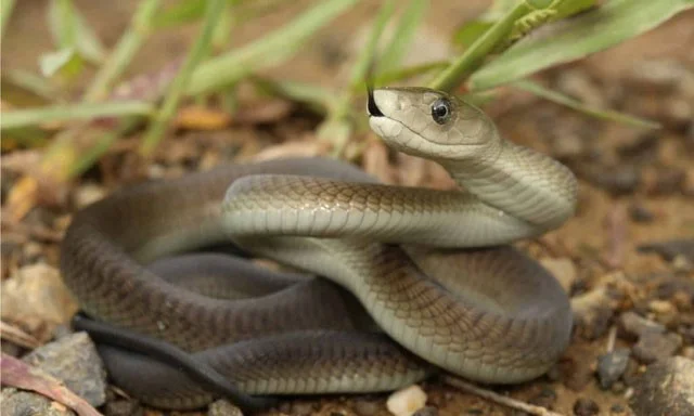 ¿Qué serpiente tiene la mayor velocidad del planeta?