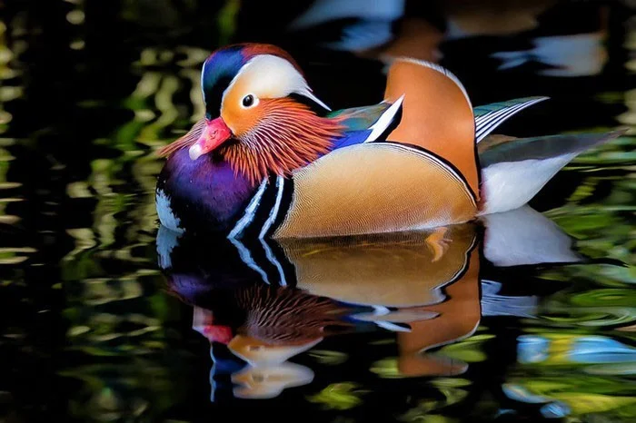 Las aves más extrañas, algunas parecen 'viajar' a la Tierra desde otro mundo