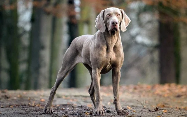 Los perros más rápidos del mundo