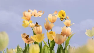 Microsoftun 50. yıl dönümünü kutlamak için güzel duvar kağıtları indirin