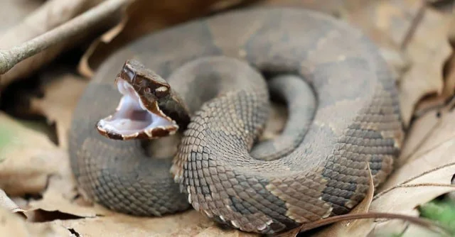 ¿Qué serpiente tiene la mayor velocidad del planeta?