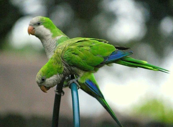 Los pájaros parlantes más inteligentes del mundo